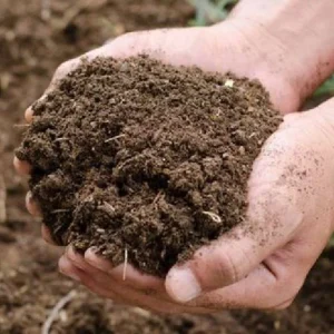 Cow Dung Manure